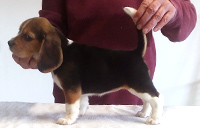 Martina Girl 3 Side 8 Weeks